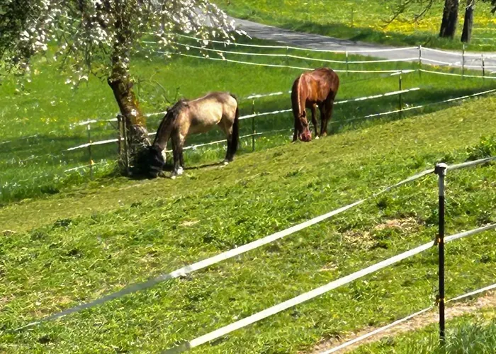 Ferienwohnung am Rohrbacherhof Sabine Rück